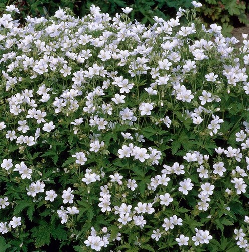Geranium sylvaticum album - geranium,