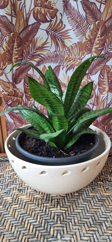 Sansevieria hahnii a - sansevieria,
