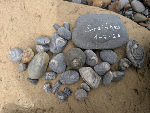 Jurassic marine fossil - jurassic,