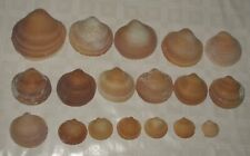 18 Bivalve Clam/Mussel Shells from the Persian Gulf