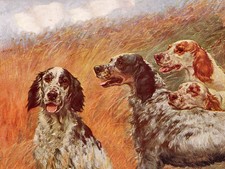 ENGLISH SETTER CHARMING DOG