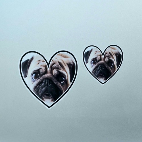 Pug puppy dog - animal, love
