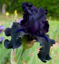 IRIS GERMANICA BLACK SWAN