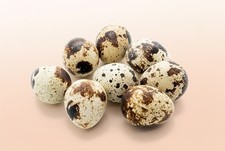 Jumbo Coturnix Quail Eggs 12