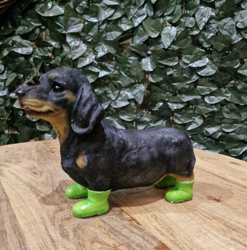 Dachshund sausage dog garden - dog,