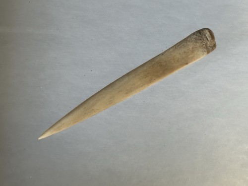 Amazing polished deer bone - deer,