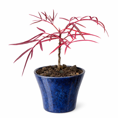Seeds map cyphostemma - cyphostemma,