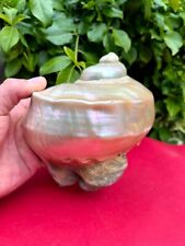 Antique Natural Turban Shell Conch Coral Sea Snail Mother of Pearl