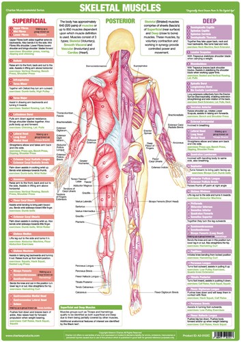 Muscle anatomy poster - poster, |