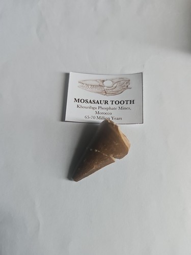 Large fossil mosasaur - large,