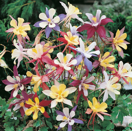 Aquilegia mckana giant mix - aquilegia, 6