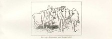 Original old antique print - old,