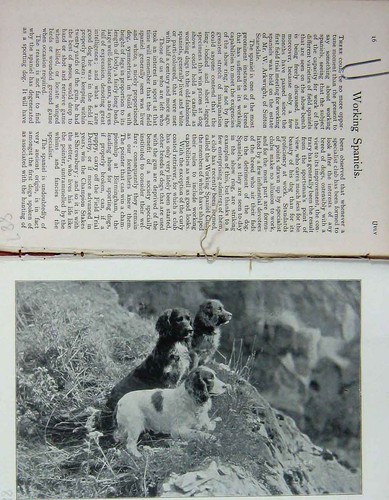Original old antique print - old,