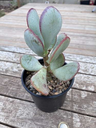 Crassula arborescens silver - crassula,