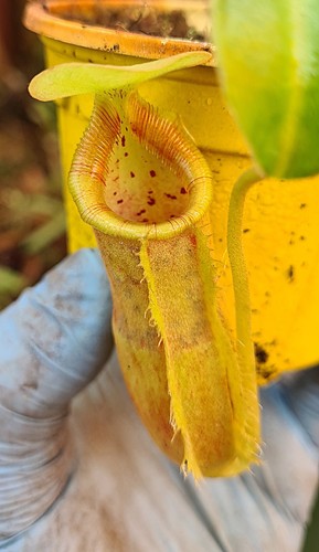 Nepenthes spathulata lowii - lowii,