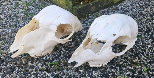Sheep skulls taxidermy art - sheep,