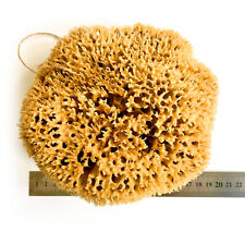 18-20CM Sea Sponges from the