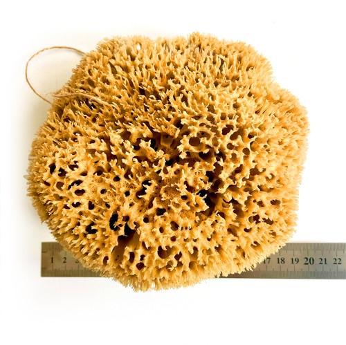 20cm sea sponges from the - 18-20cm,
