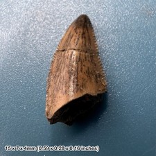 Genuine raptor dinosaur tooth