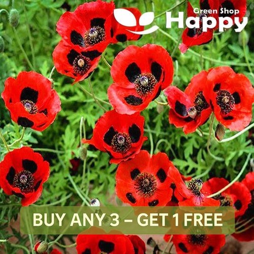 Poppy ladybird papaver - poppy,