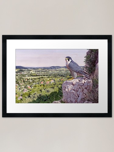 Peregrine falcon framed - peregrine,