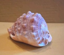 Vintage Natural Bull's Mouth Conch Shell Sea Beach Hut, Bathroom Decor