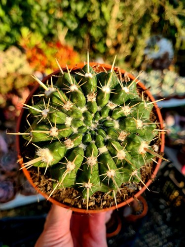 Notocactus parodia mammulosus - parodia,