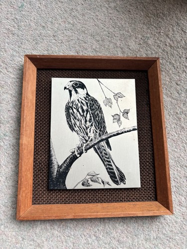 Vintage 1970s falcon bird - bird, of