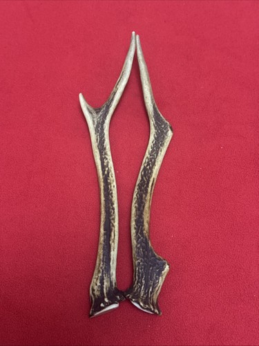 Pair sika deer antlers - pair,