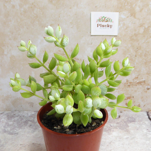 Cotyledon pendens trailing - , |