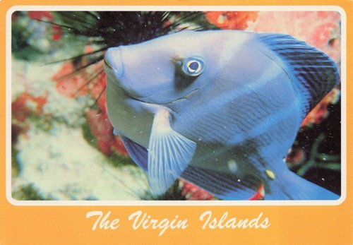 Virgin islands blue tang fish - blue,