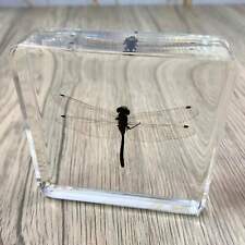 Dragonfly Insect Taxidermy