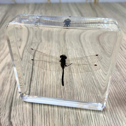 Dragonfly insect taxidermy - dragonfly,