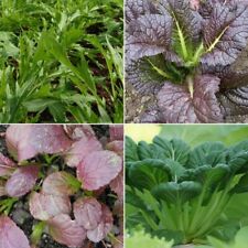 Mustard Seeds - Huge Selection of Varieties