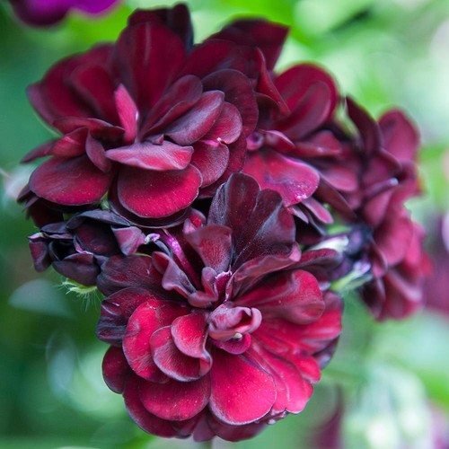 Geranium rosebud - 2, x