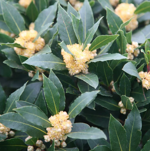 Lauris nobilis small evergreen - lauris,