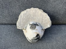 Rare Fossil Nautilus Cimomia