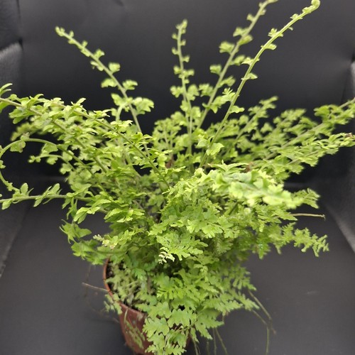 Nephrolepis green fancy fern - nephrolepis, fancy"