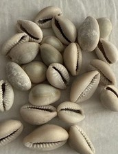 BEAUTIFUL COWRIE NATURAL SEA