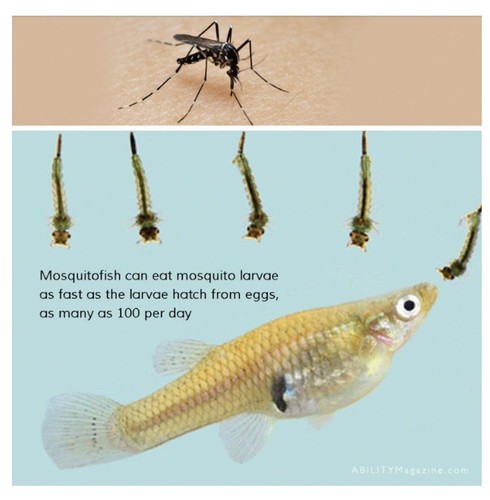 Live gambusia mosquito fish - 10,