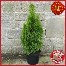 5 to 6ft Bushy Thuja occidentalis Smaragd Hedging Conifers Trees 10L pots