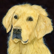 Golden Retriever Dog Pet
