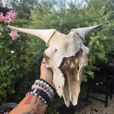 Amazing Chunky Real Animal Sheep Bones Skull! Heavy!
