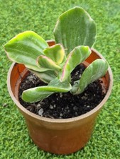 Crassula ovata 'Obliqua'