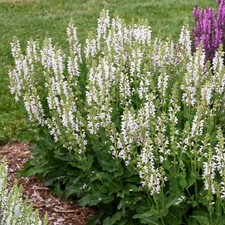 Salvia Snow Kiss Hardy Garden