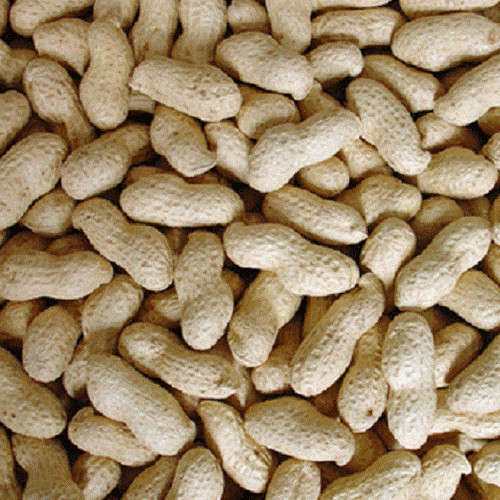Peanuts shells monkey nuts - in,