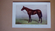 HORSE, Thoroughbred stallion