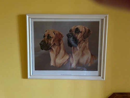 Great dane print vic granger - print,