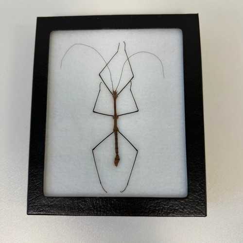 Framed preserved walking - framed,