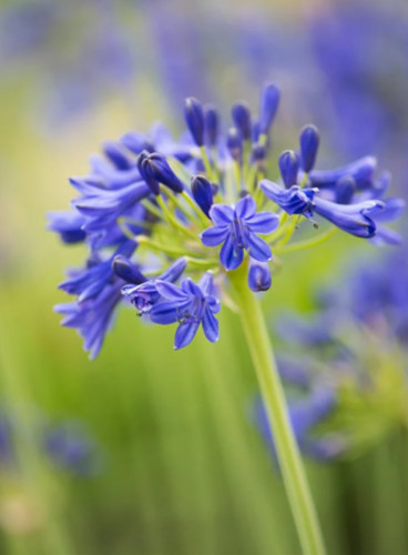 Agapanthus peter pan 9cm - 'peter,